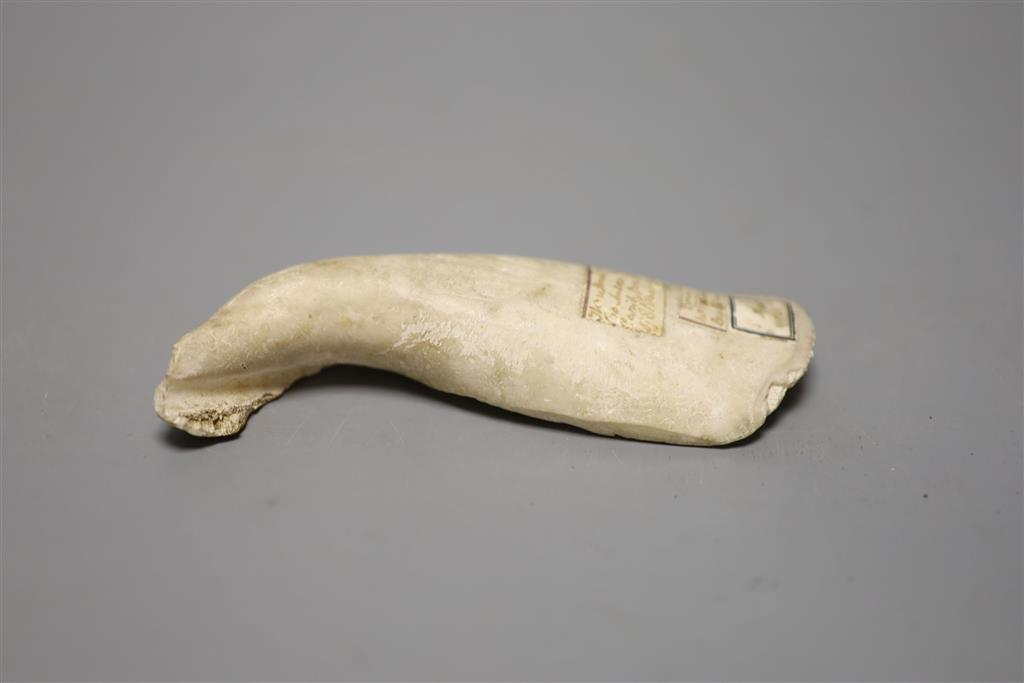 Caribbean anthropology - a Queen Conch shell hand tool, from the columella (inner spiral section) of Queen Conch (Strombus gigas), coll